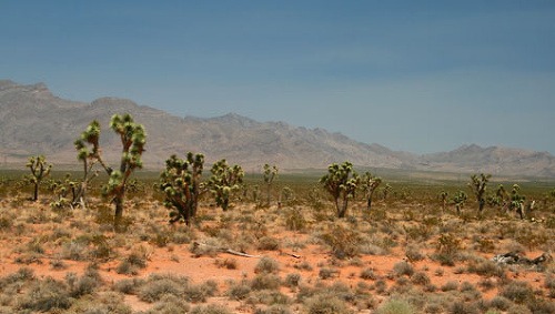 Mohavská púšť
