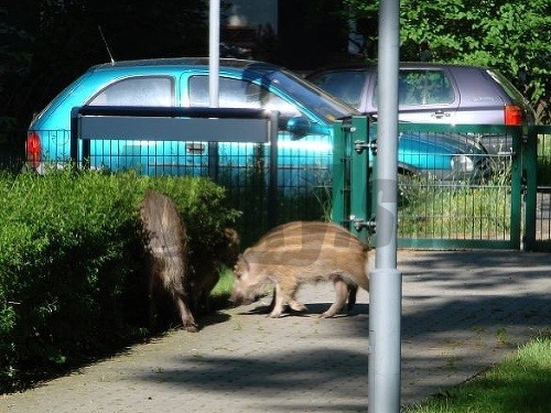 V Berlíne sa v posledných rokoch rozmnožili zvieratá, na ktoré sú ľudia zvyknutí naraziť vo voľnej prírode. 