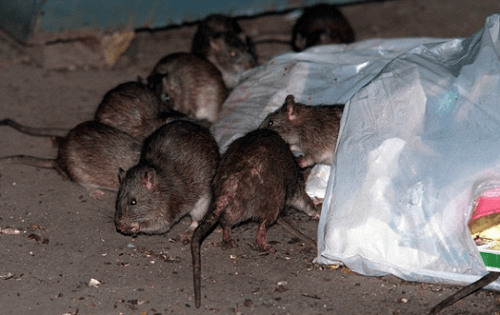 Sandy vyhnala z úkrytov tisícky potkanov