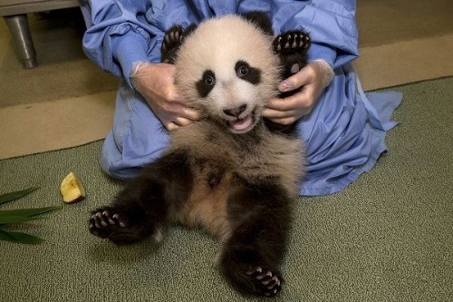 Mláďatká pandy sú obzvlášť rozkošné