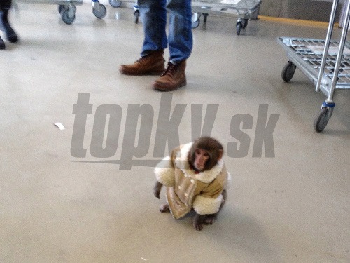 Pri obchode s nábytkom našli stratenú opicu v zimnom kožuchu