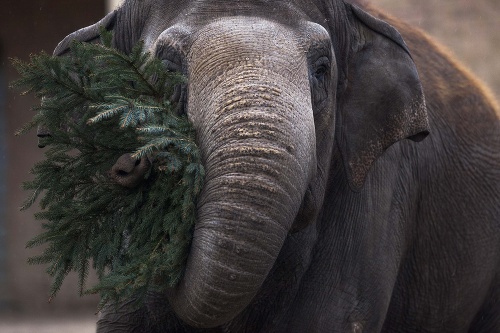Slony v berlínskej zoo si pochutnali na vianočných stromčekoch