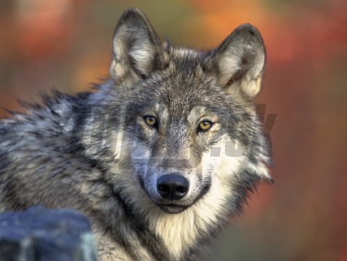 Vlky minulý rok v Jakutsku zabili tisíce sobov a dobytka vrátane viac ako 300 koní