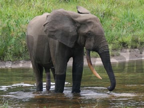 Slon pralesný