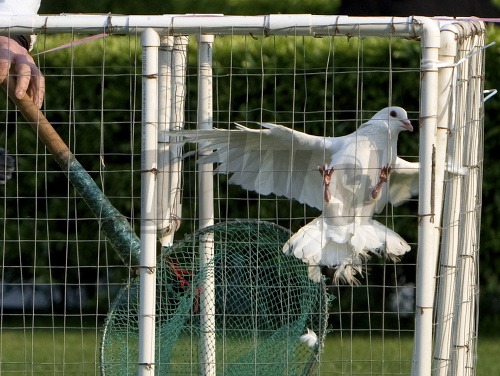 V Číne budú proti vtáčej chrípke očkovať 90.000 poštových holubov
