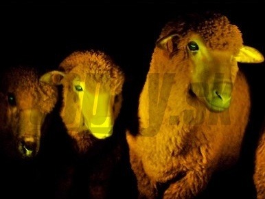 Výsledok úspešného experimentu – svietiace ovce!