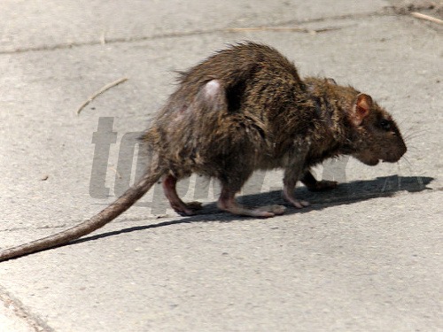 Vedci varujú pred potkanmi