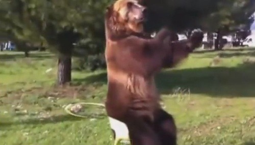 Ruské medvede dokážu aj nemožné