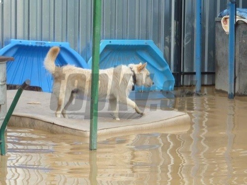 V Košiciach zatopilo psí útulok.