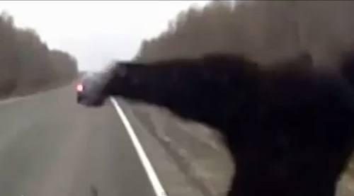Medveď vyletel do vzduchu a skončil mimo cesty