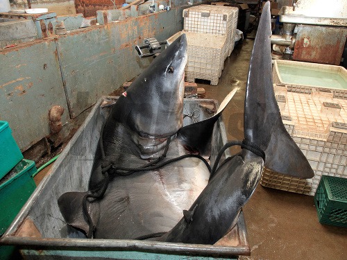 Rybár ulovil žraloka mako s hmotnosťou 600 kilogramov