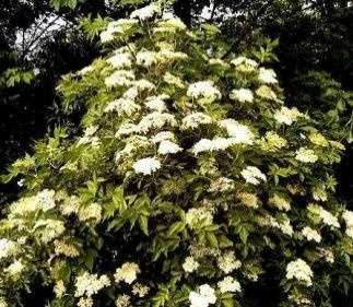 Bazové kvety rozvoniavajú