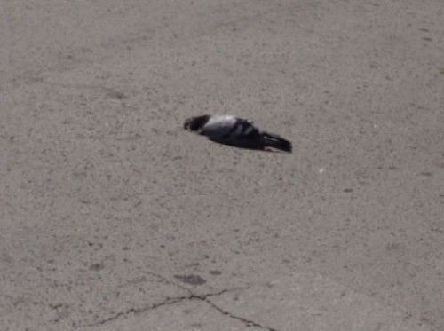 Mŕtvy holub na chodníku