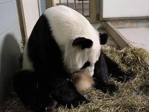 Panda Lun Lun porodila dvojičky