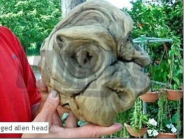 Údajná hlava mimozemšťana vykopaná v Chorvátsku. 