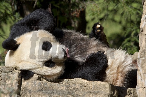 Panda Mei Xiang porodila svoje tretie mláďa