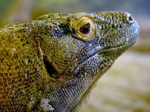 Komodský drak je nepresné označenie pre varana komodského, najväčšieho jaštera sveta, Komodo, Indonézia