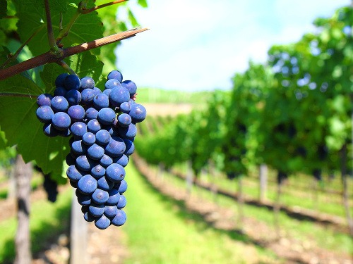 Vinárska sezóna je v plnom prúde, môžete si pochutnať na hroznovom mušte.