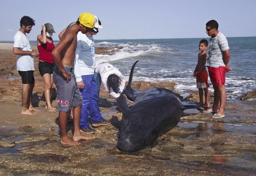 Na pláži uviazlo 30 veľkých delfínov, časť uhynula