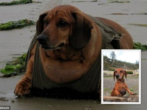 Obie, psík vyliečený z obezity