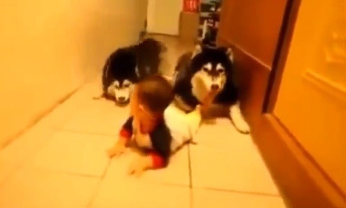 Psy napodobňujú plaziaceho sa chlapčeka
