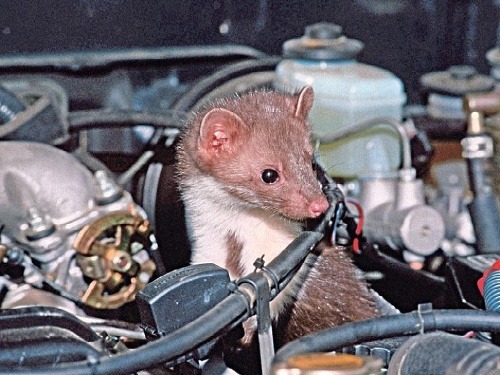 Kuna pod kapotou auta je vždy nezvaný hosť.