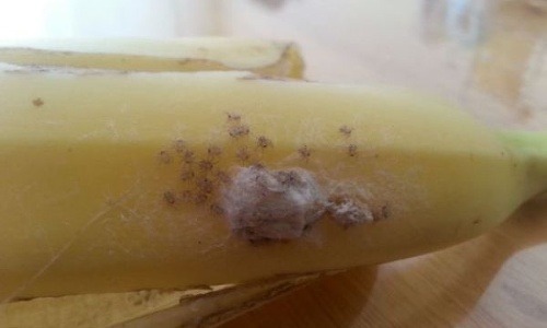 Pavúky liezli po banánoch