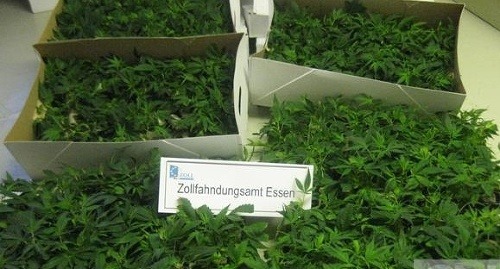 V Nemecku našli v aute Slováka 1040 sadeníc marihuany