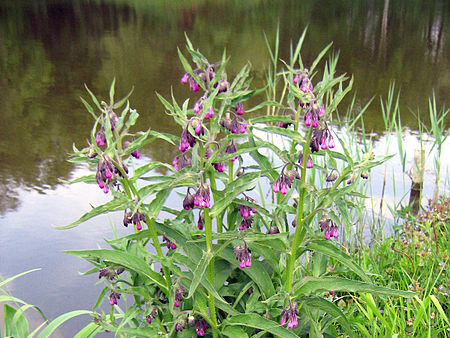 Kostihoj lekársky je medzi bylinkármi považovaný za jedno z najúčinnejších liečiv