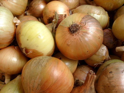 Cibuľa má úžasné antibakteriálne účinky.