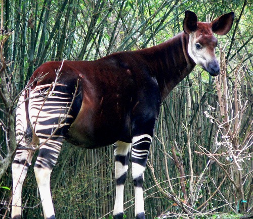 Okapia pralesná