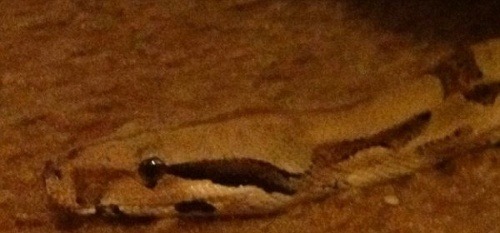 Tento had vyliezol z gauča po dvojmesačnom užívaní novými majiteľmi
