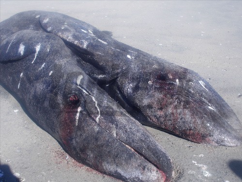 Zrastené veľrybie mláďatá.