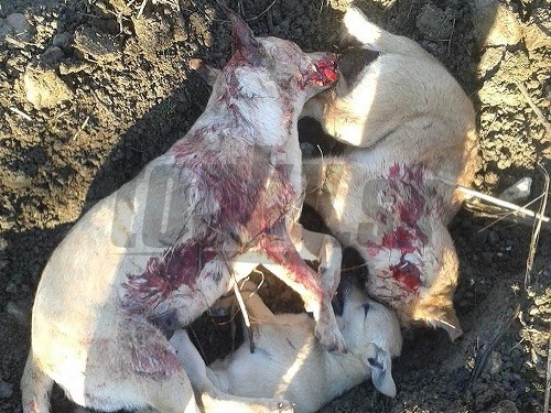 Neznámy páchateľ brutálne ubil sučku so šteniatkami