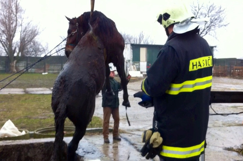 Záchrana koňa, ktorý na Diaľničnej ulici v Senci spadol do šachty.
