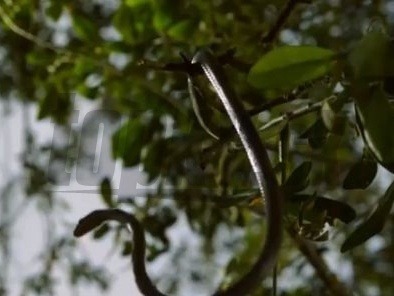 Vedci objavili tajomstvo lietajúcich hadov z rodu Chrysopelea