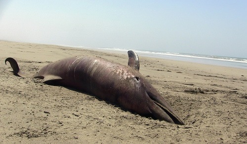 Katastrofa v Peru, uhynulo viac než 400 delfínov