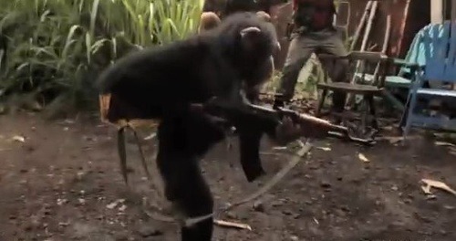 Opica zahajuje streľbu