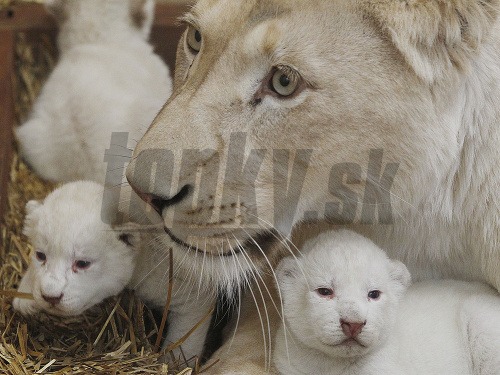V poľskej zoo prišli na svet trojčatá leva bieleho