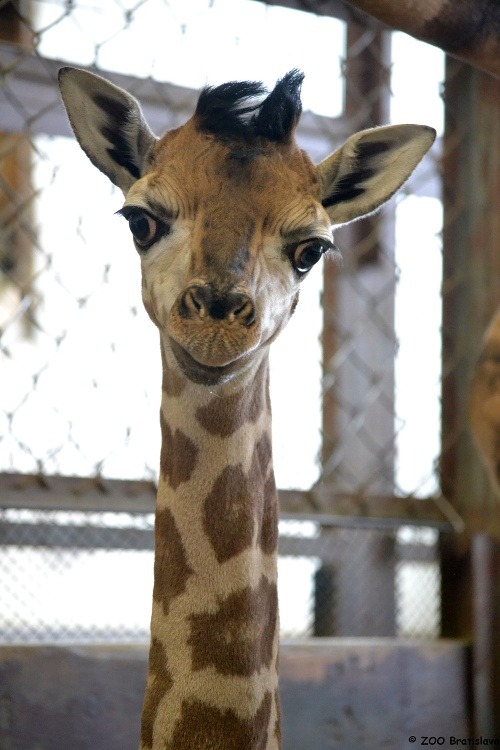 V bratislavskej ZOO sa narodil samček žirafy Rotschildovej