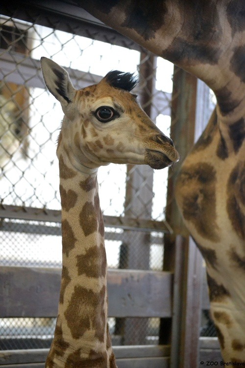 V bratislavskej ZOO sa narodil samček žirafy Rotschildovej