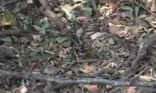 Dokonalá kamufláž