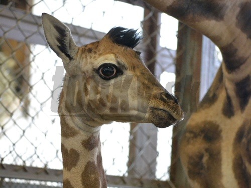 Samček žirafy Rotschildovej dostal meno Melman