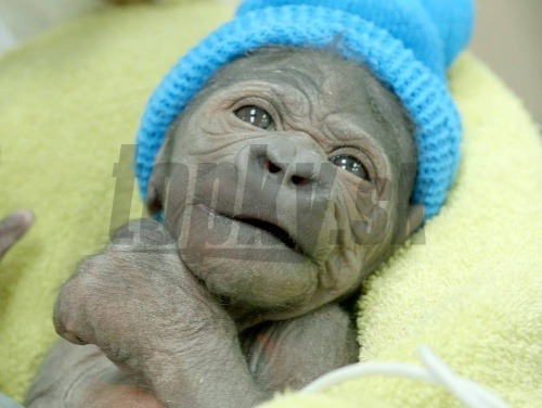 Malá gorila prišla na svet s poškodenými pľúcami