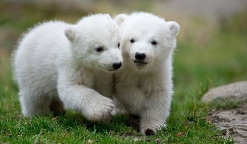 Dvojičky polárnych medvieďat sa prvýkrát ukázali verejnosti v zoo v Mníchove