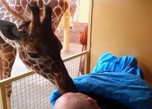 Žirafa sa lúči s Mariom