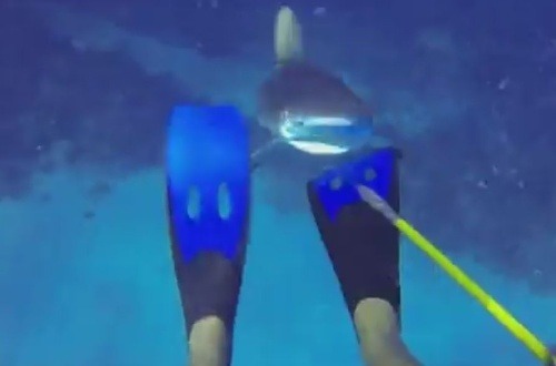 Žralok nečakane zaútočil