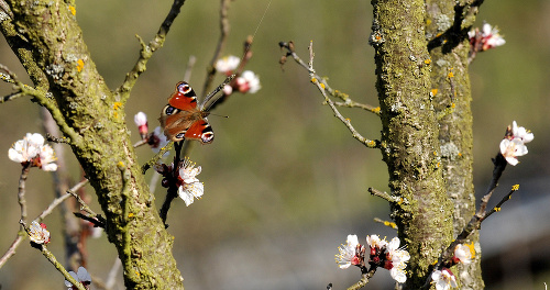 Na Slovensko pomaly prichádza jar a začínajú kvitnúť prvé jarné kvety.