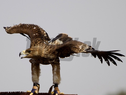 V Tel Avive liečia už niekoľko mesiacov zraneného orla. Kým ho vypustia do divočiny, čakajú ho lekcie lietania.