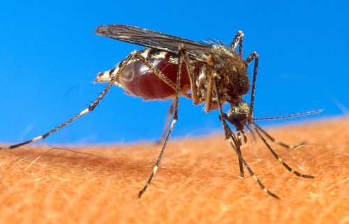 Chikungunya je prenášaná hmyzom